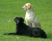 dogs