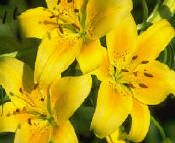 lilies