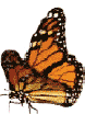 monarch