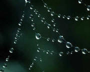 web